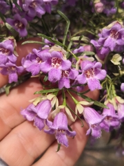 Eremophila sturtii