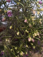 Eremophila sturtii