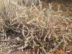 Sclerolaena birchii