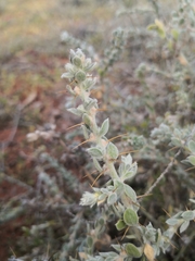 Sclerolaena birchii