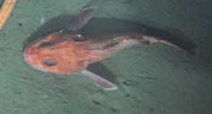 Sebastolobus alascanus