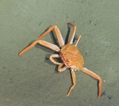 Chionoecetes tanneri