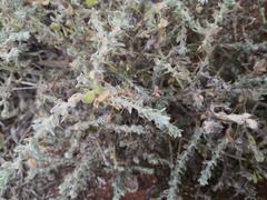 Sclerolaena birchii