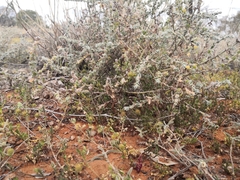 Sclerolaena birchii