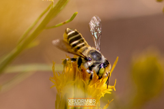 Megachiloides