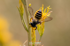 Megachiloides