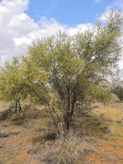 Acacia victoriae