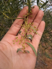 Acacia victoriae