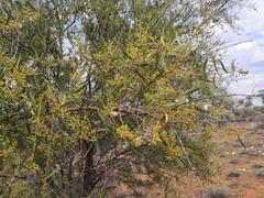 Acacia victoriae