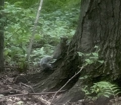 Sciurus carolinensis