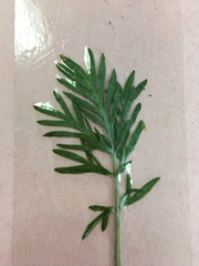 Potentilla bimundorum