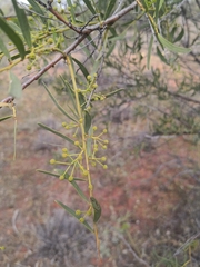 Acacia victoriae