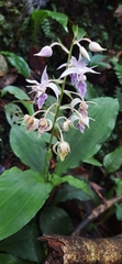 Calanthe puberula