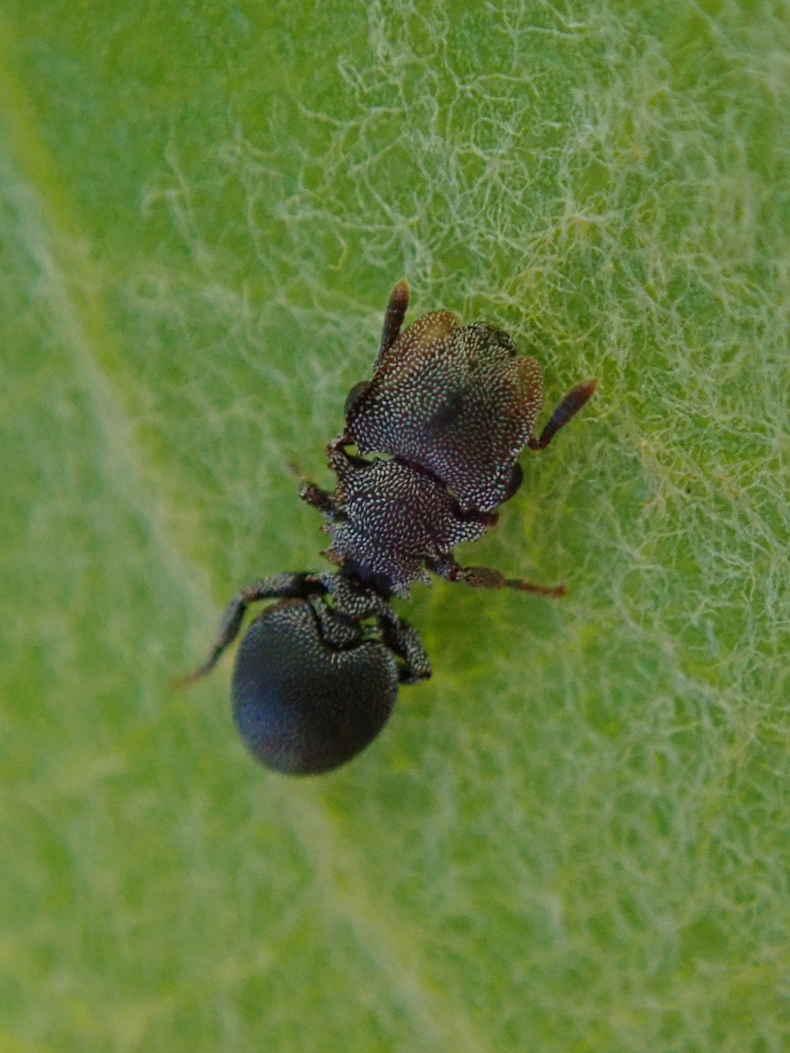 Cephalotes betoi