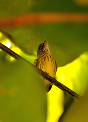 Todirostrum maculatum