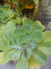 Aeonium urbicum