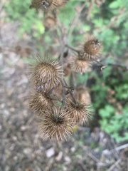 Arctium lappa
