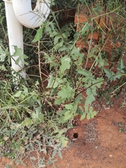 Sisymbrium erysimoides