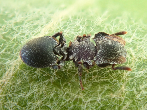 Cephalotes betoiCephalotes betoi