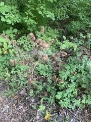 Arctium lappa