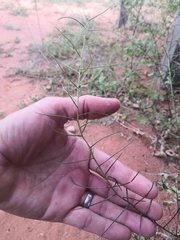 Sisymbrium erysimoides