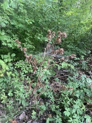 Arctium lappa