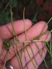 Sisymbrium erysimoides