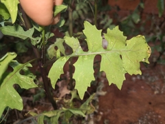 Sisymbrium erysimoides
