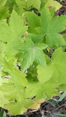 Humulus lupulus