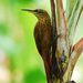 Cocoa Woodcreeper - Photo (c) Jerry Oldenettel, some rights reserved (CC BY-NC-SA)