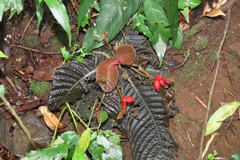 Hoffmannia discolor