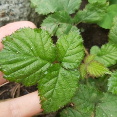 Rubus bifrons