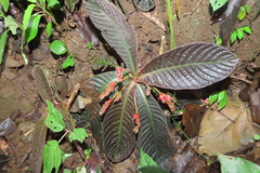 Hoffmannia discolor