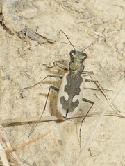 Neocicindela latecincta