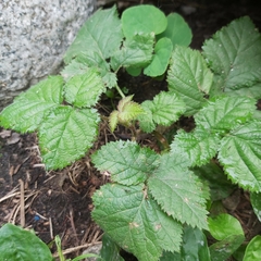 Rubus bifrons
