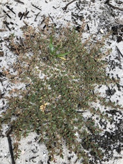 Euphorbia blodgettii