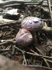 Cortinarius camphoratus