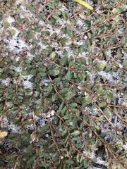 Euphorbia blodgettii