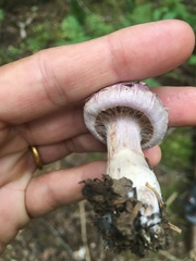 Cortinarius camphoratus