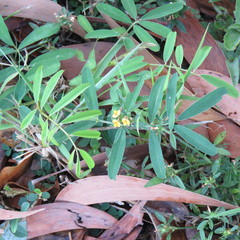 Zornia dyctiocarpa