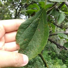 Dendroviguiera eriophora