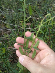 Bossiaea stephensonii