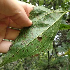 Dendroviguiera eriophora
