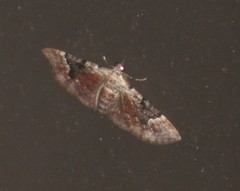 Mnesiloba eupitheciata