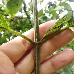 Dendroviguiera eriophora