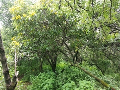 Dendroviguiera eriophora