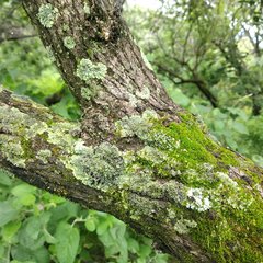 Dendroviguiera eriophora