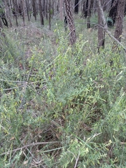 Bossiaea stephensonii