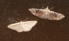 Mnesiloba eupitheciata