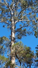 Eucalyptus moluccana